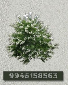 a tree with white flowers in front of a sign that reads 944 656