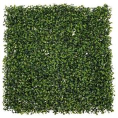 a green boxwood hedge is shown in the shape of a square, on a white background