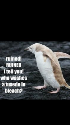 a penguin that is standing in the dirt with its wings spread out and it says, ruined ruined i tell you who washes a tuxedo in bleach?