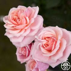 three pink roses are blooming in a vase