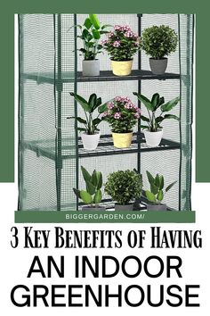 Explore the best indoor greenhouse designs to elevate your gardening game. Uncover decorating a greenhouse with small greenhouse shelving ideas and cute greenhouse ideas, emphasizing effective greenhouse interior design and layout for small backyard greenhouses. Greenhouse Shelving Ideas, Cute Greenhouse, Greenhouse Shelving, Unique Decorating Ideas, Miniature Greenhouse, List Of Vegetables, Portable Greenhouse, Walk In Greenhouse, Gardening Inspiration