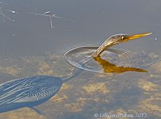 a bird is swimming in the water with its head above the water's surface