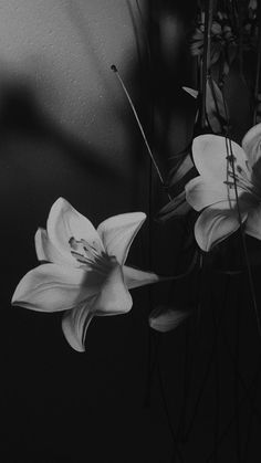 black and white photograph of three flowers in the dark, with long stems sticking out