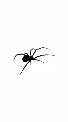 a black spider silhouetted against a white background