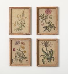 four framed flowers are hanging on the wall