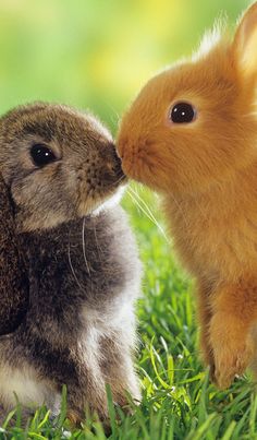 two rabbits are sitting in the grass and one is sniffing at the other rabbit's nose