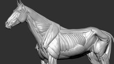 a horse skeleton is shown in this image