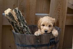 a small dog sitting in a wooden bucket