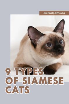 a siamese cat with the title 9 types of siamese cats written below it