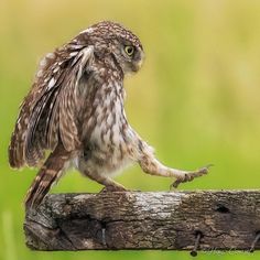 an owl standing on top of a piece of wood