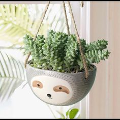 a slotty planter hanging from a window sill