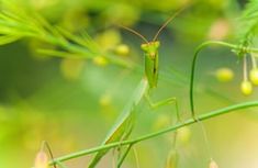 a praying mantissa sitting on top of a green plant