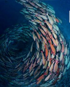 a large school of fish swimming in the ocean