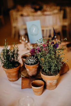 several potted plants sit on top of a table