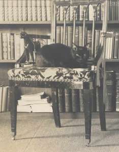 a black cat sitting on top of a chair in front of a bookshelf