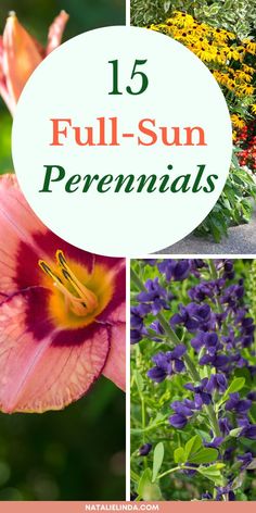 flowers with the words 15 full - sun perennials overlayed by images of colorful flowers