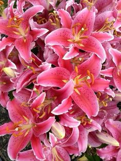 pink lilies are blooming in the garden