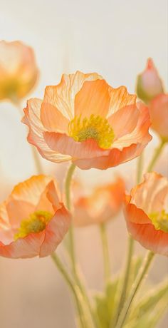 some pink flowers are in a glass vase