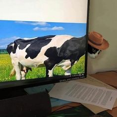 a black and white cow is standing in front of a computer monitor on a desk