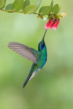 Kingfisher Painting, Watercolour Texture Background, Eucalyptus Globulus