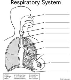 the anatomy of the human body and its major organs, including the lungs, stomachs,