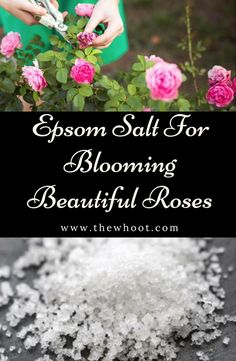 a woman in green shirt and pink flowers with text that reads epson salt for blooming beautiful roses