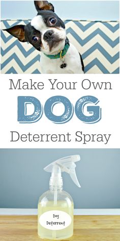 a bottle of dog deterant sitting on top of a wooden floor next to a wall with the words make your own dog deterent spray