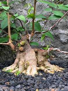 a small tree growing out of the ground