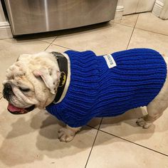 a bulldog wearing a blue sweater in front of a dishwasher on the floor