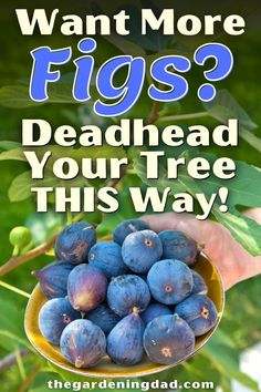 a bowl full of figs with the words, want more figs? deadhead your tree this way