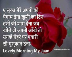 a red rose with the words lovey morning my jan in english and an image of a