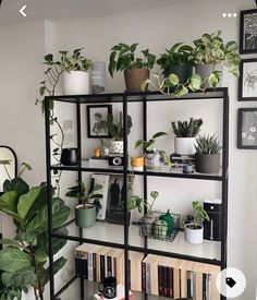 a living room filled with lots of plants on top of bookshelves next to a window