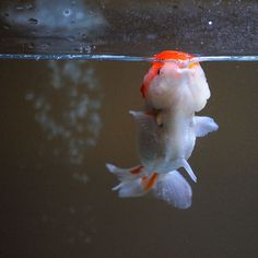 two goldfish swimming in an aquarium next to each other