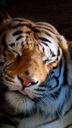 Sumatran Tiger, Wild Animals Pictures, Exotic Cats, Cute Tigers, Big Animals, Most Beautiful Animals, Majestic Animals