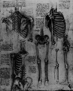 a drawing of the human body and bones