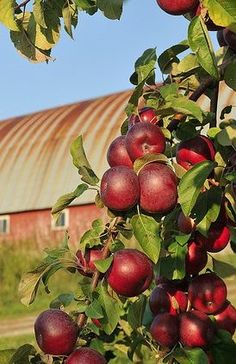 an apple tree filled with lots of red apples in front of a rusted metal building