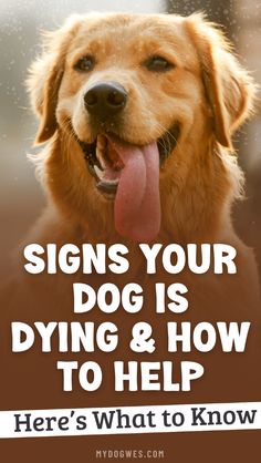 a dog with its tongue out and the words signs your dog is dying & how to help