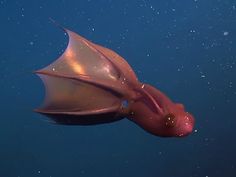 a large squid swimming in the ocean with bubbles on its head and tail, under water