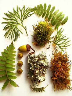 various plants and rocks on a white surface