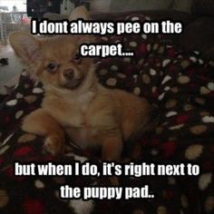 a dog laying on top of a blanket with the caption i don't always pee on the carpet but when i do, it's right next to the puppy pad