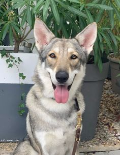 a dog sitting in front of a potted plant with its mouth open and tongue out