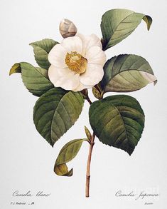 a white flower with green leaves on it