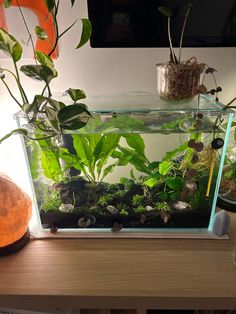 an aquarium with plants and rocks in it