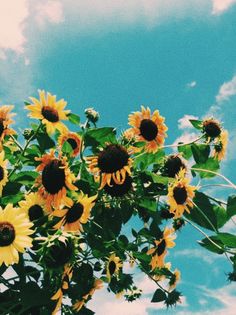 the sunflowers are blooming very high in the sky