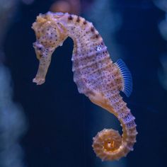 a sea horse swimming in an aquarium