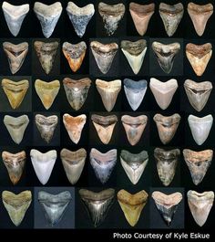 many different types of cow's teeth are shown