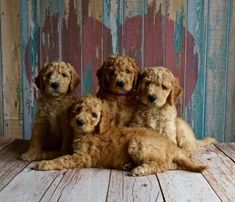 four puppies are sitting together on the floor in front of a wooden wall with peeling paint