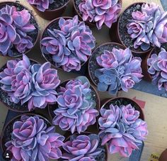 many purple flowers are in small pots on the ground