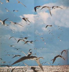 a flock of seagulls flying in the sky over an ocean with white clouds