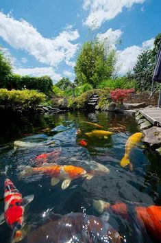 a pond with many different colored fish in it